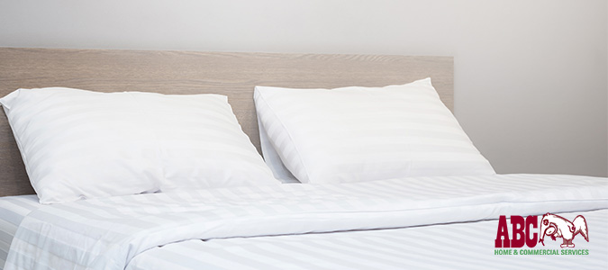 Bed Bugs in your home