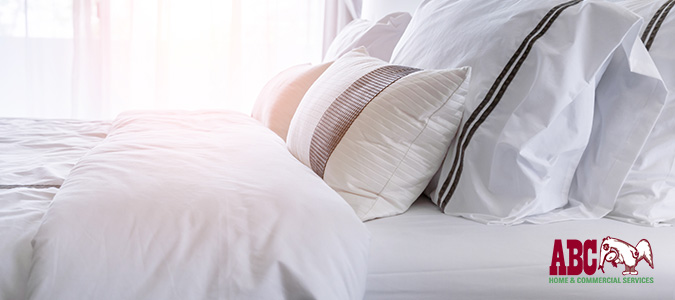 how to identify bed bugs
