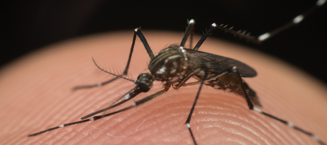 an Aedes aegypti mosquito