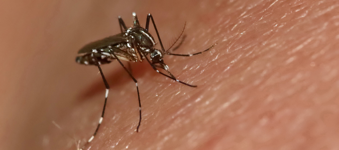 an Aedes albopictus mosquito