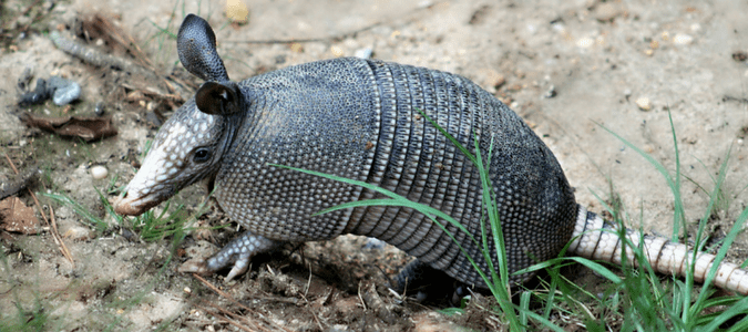 Animals found in Orlando