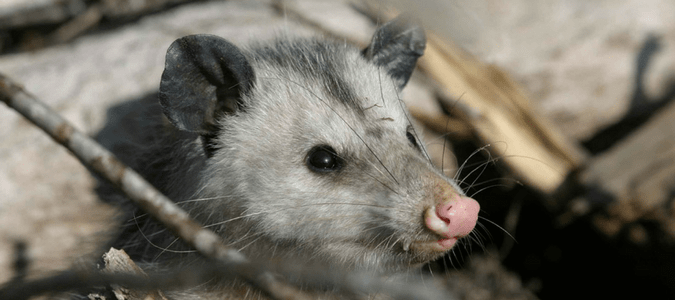 Animals in Orlando