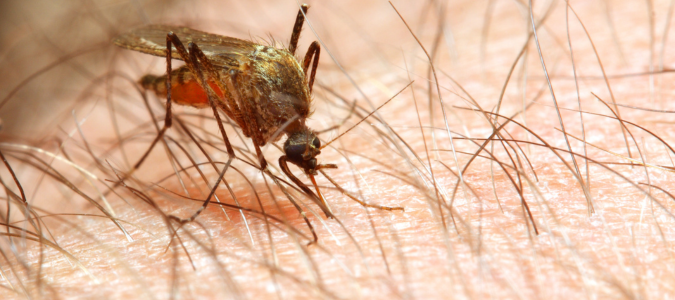 Anopheles mosquito