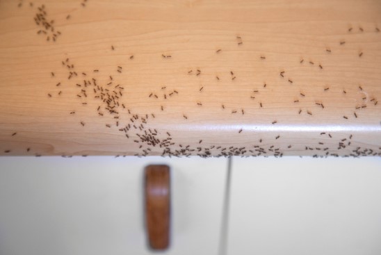 Ant Control in Different Environments