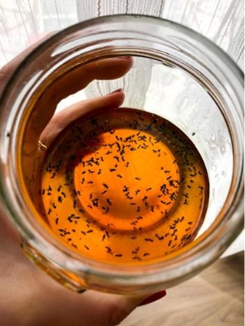 Ants