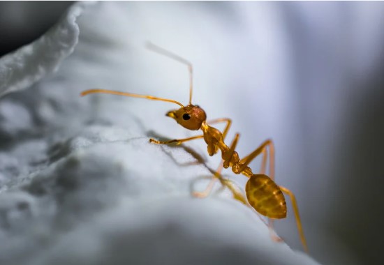Ants