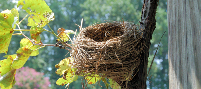 a bird's nest