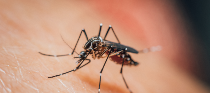 a yellow fever mosquito