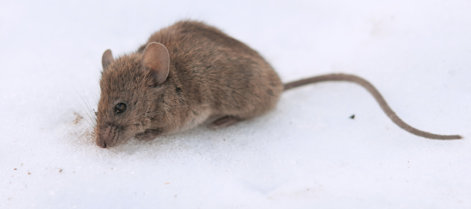 a mouse