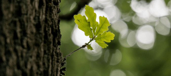 an oak leaf