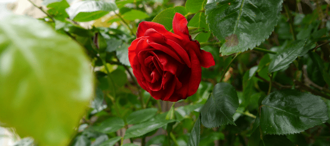 Are rose leaves toxic to cats