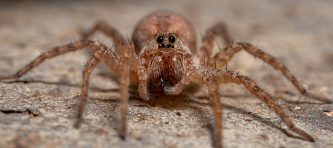 a wolf spider