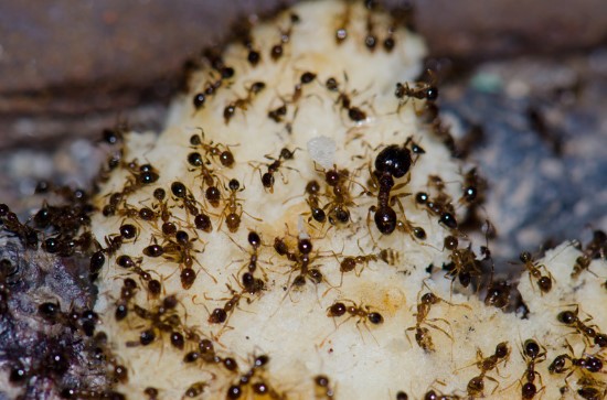 Argentine-Ants