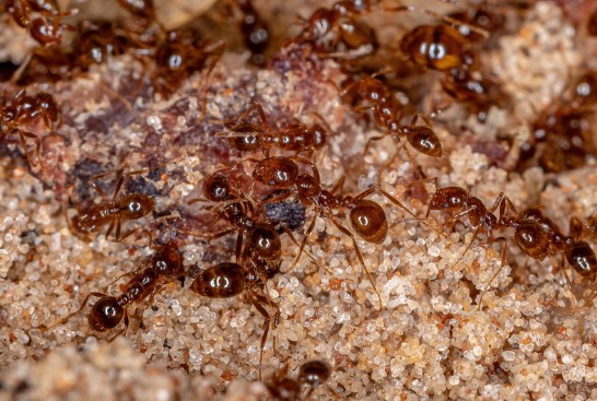 Argentine-Ants