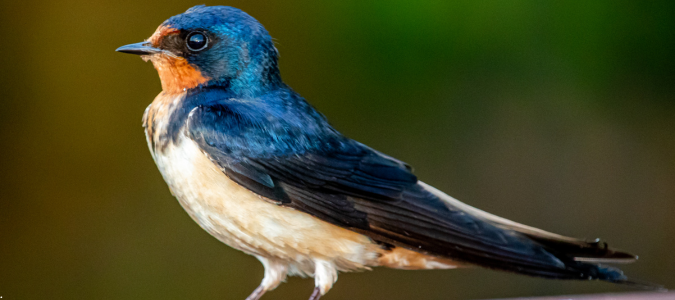 a barn swallow