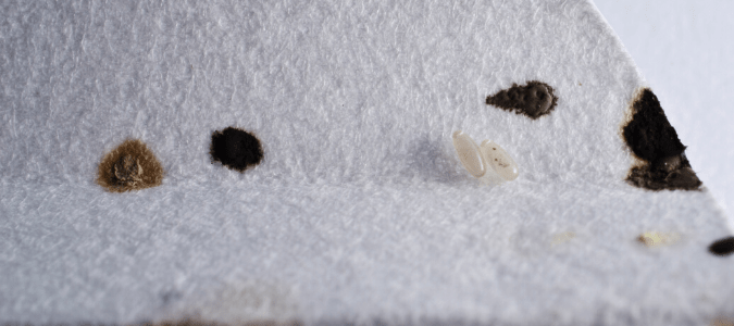 bed bug stains on a sheet