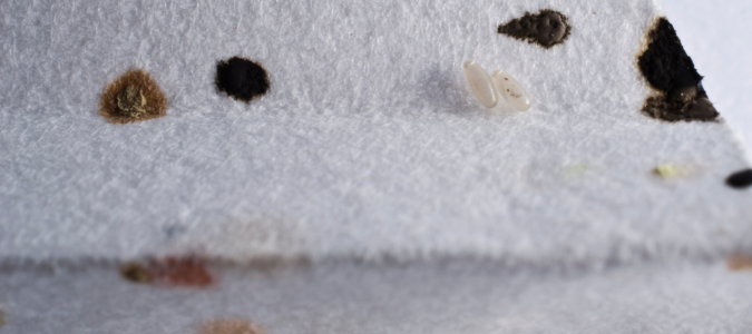 bed bug stains