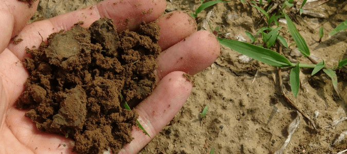 mature compost