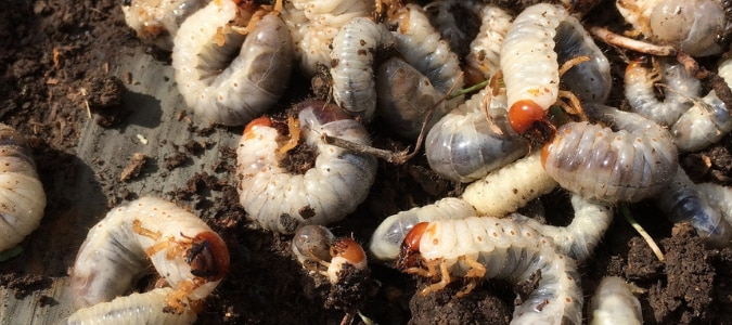 grass grubs