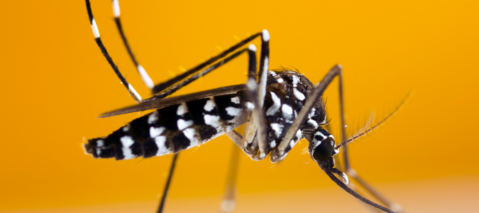 an asian tiger mosquito