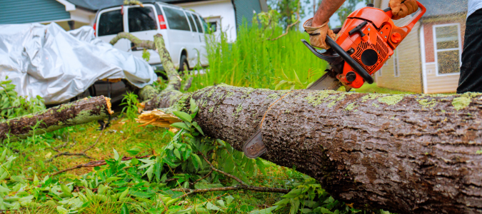 a damaged tree