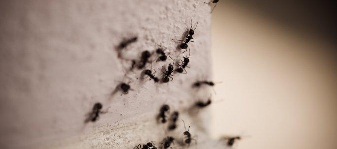 carpenter ants