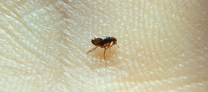 Can cat fleas live on humans