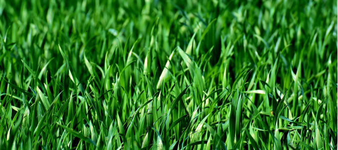 healthy grass
