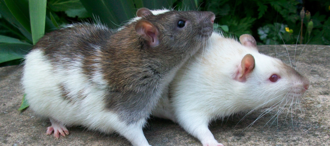 two rats