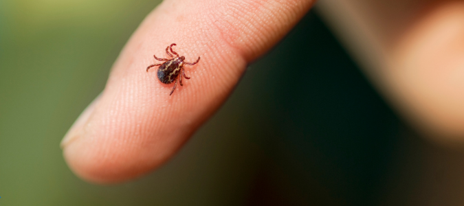 a tick