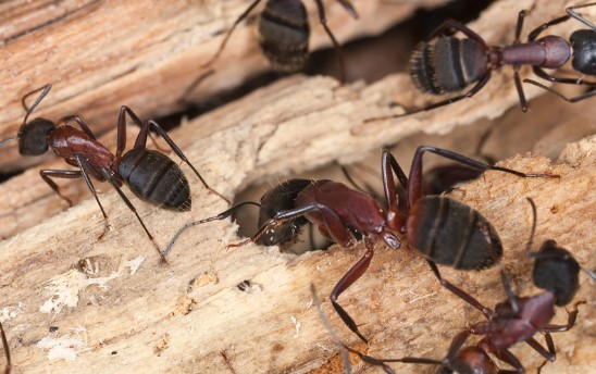 Carpenter-Ants