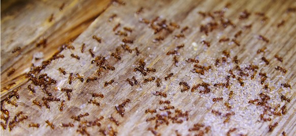 Carpenter-Ants