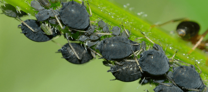 Cinara Aphids
