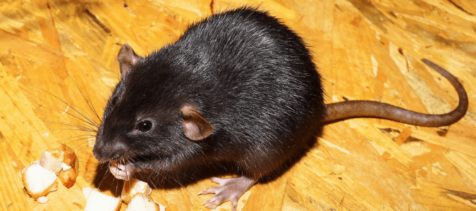 a roof rat
