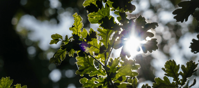 live oak leaves
