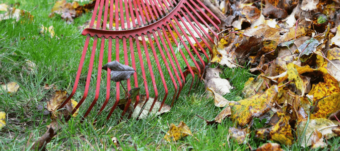 raking up oak leaves