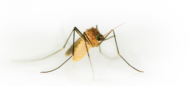 a Culex tarsalis mosquito
