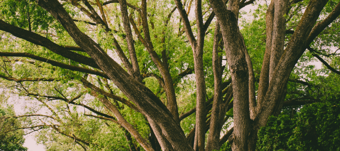 a healthy tree