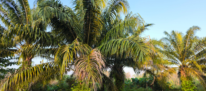 palm tree