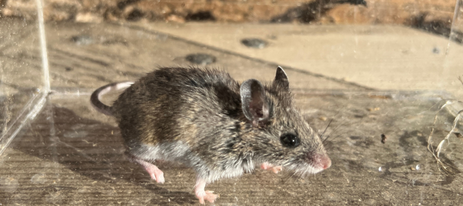 deer mouse