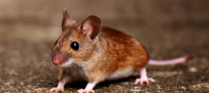a house mouse