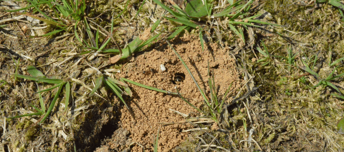 Digger wasp nest