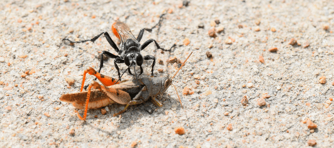 Digger wasp sting