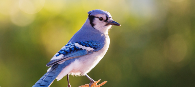 a blue jay