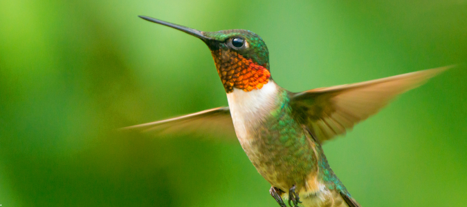a hummingbird