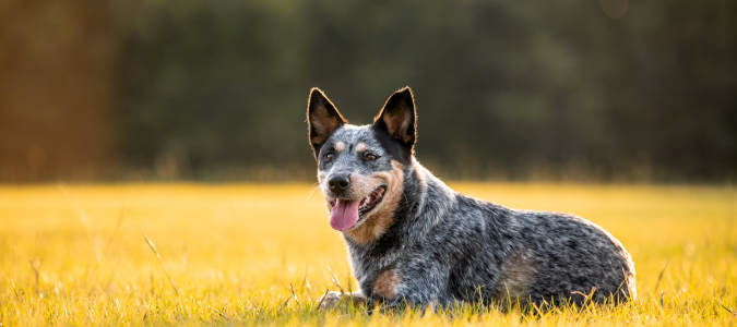 a dog in grass