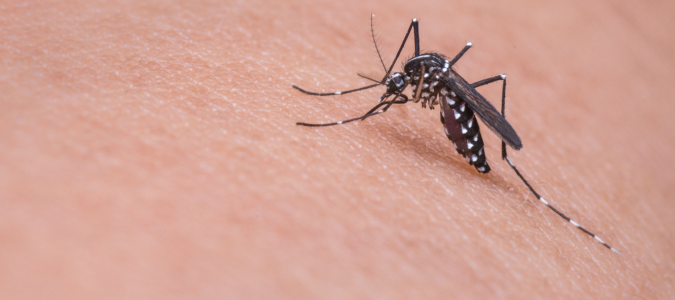 a mosquito