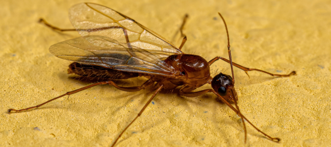 a winged carpenter ant