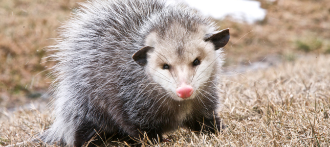 an opossum