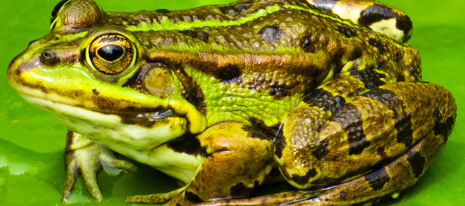 a frog